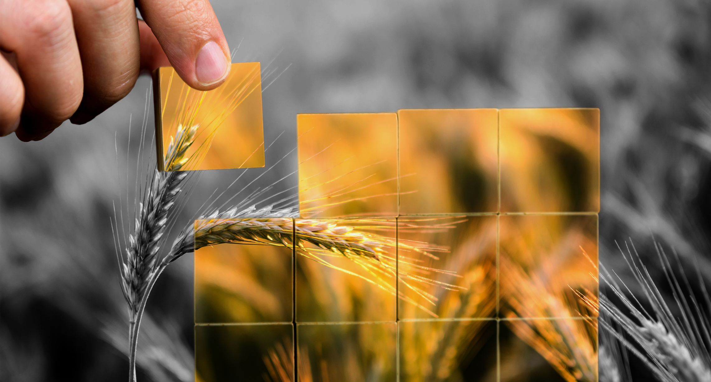Professional Technical Support Crop Solutions Specialists 