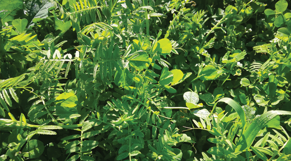 COVER CROPS