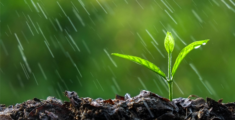 Specialised Plant Nutrition Plant Nutrition 