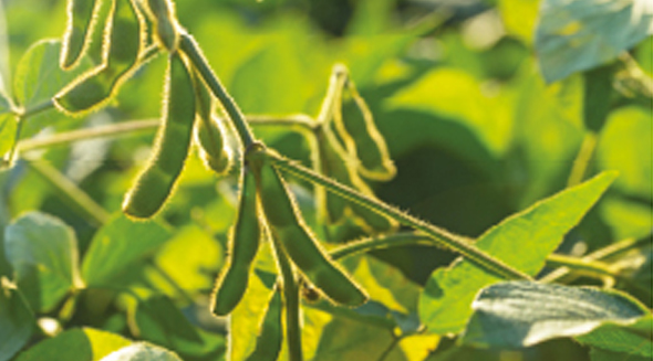 SOYBEANS