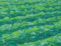 Crop Protection  