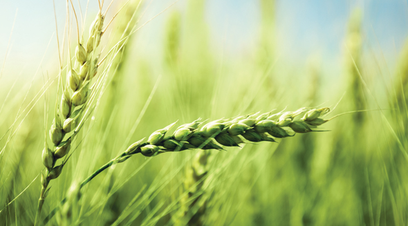 WHEAT