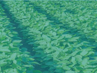 Crop Specialists  