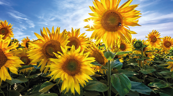 SUNFLOWERS