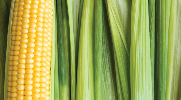 MAIZE